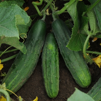 Cucumis sativus - Patio Snacker Slicing Cucumber, American Slicer