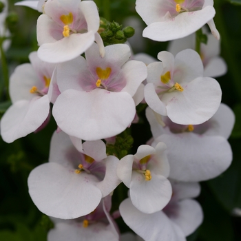 Diascia barberae - Juliet™ White Improved Diascia