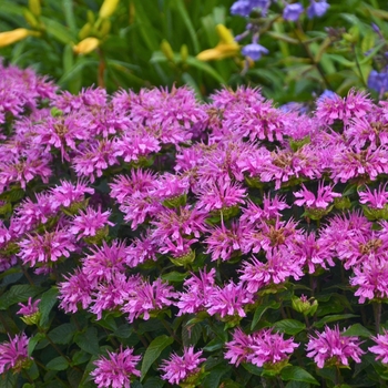 Monarda didyma - Sugar Buzz® Lilac Lollipop Bee Balm, Bergamot