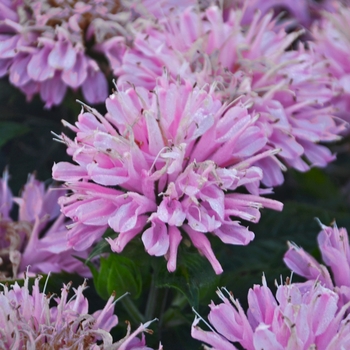 Monarda didyma - Sugar Buzz® Pink Frosting Bee Balm, Bergamot