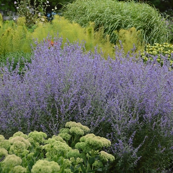 Perovskia atriplicifolia - Rocketman Russian Sage