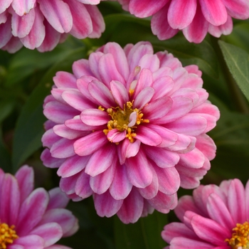 Zinnia marylandica - Double Zahara™ Raspberry Ripple Zinnia