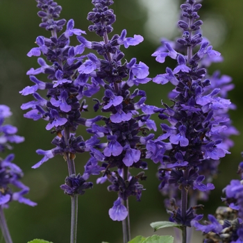 Salvia longispicata X farinacea 'Mysty' - Sage