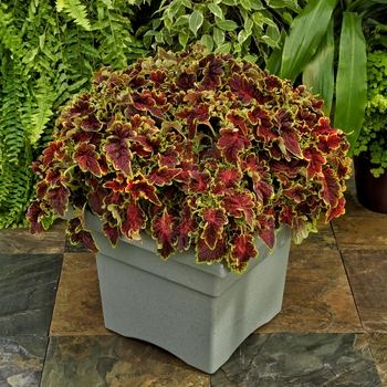 Coleus 'Sangria' - Party Time™ Coleus