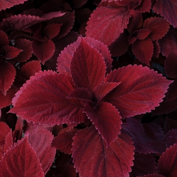 Solenostemon scutellarioides - Coleus Redhead