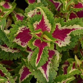 Solenostemon scutellarioides 'Wizard Rose' - Wizard® Rose Pack Coleus