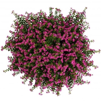 Cuphea 'FloriGlory® Diana' - Mexican Heather