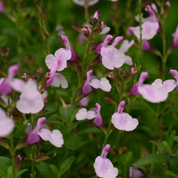 Salvia greggii - Mirage™ Soft Pink Sage