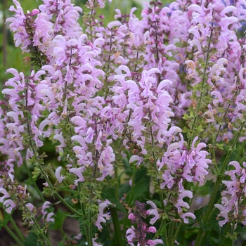 Salvia pratensis - Fashionista™ Ballerina Pink Sage