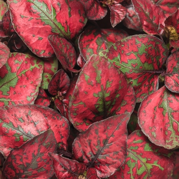 Hypoestes phyllostachya 'Red' - Hippo™ Polka Dot Plant