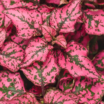 Hypoestes phyllostachya - Hippo® Rose