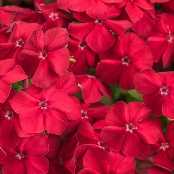 Phlox 'Intensia® Red Hot' - Phlox