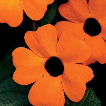 Thunbergia alata 'Orange A-Peel' - Black-Eyed Susan Vine