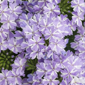 Verbena hybrid - Superbena® Stormburst