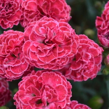 Dianthus hybrid 'Fruit Punch Raspberry Ruffles' - Fruit Punch®