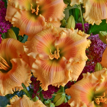 Hemerocallis hybrid 'Orange Smoothie' - Rainbow Rhythm®