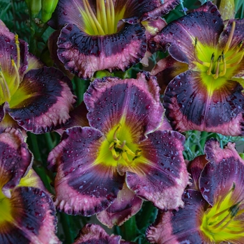 Hemerocallis hybrid 'Storm Shelter' - Rainbow Rhythm®