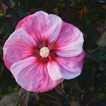 Hibiscus hybrid 'Summerific ® Cherry Choco Latte' - Hardy Hibiscus