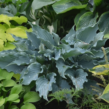 Hosta 'Shadowland Waterslide' - Shadowland® Waterslide Hosta