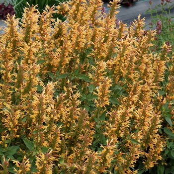 Agastache 'Kudos™ Ambrosia' - Dwarf hummingbird mint