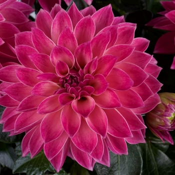 Dahlia hybrid - Dalina® Midi Ibiza