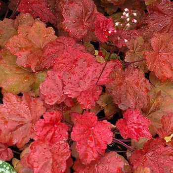 Heuchera 'Autumn Leaves' - Coral Bells