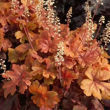 Heucherella 'Buttered Rum' - Foamy Bells