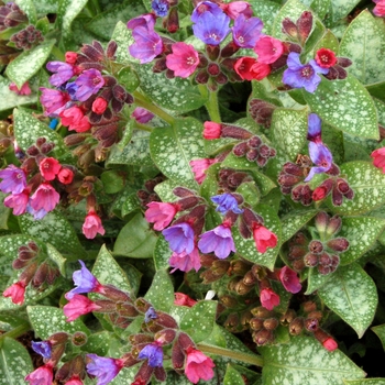Pulmonaria - Lungwort