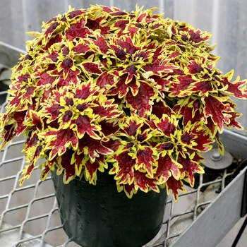 Coleus 'Bright Spark' - TERRA NOVA® Coleus