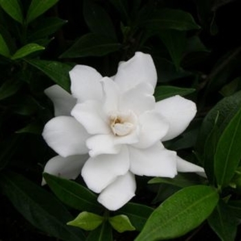 Gardenia jasminoides 'Frost Proof' - Frost Proof Gardenia