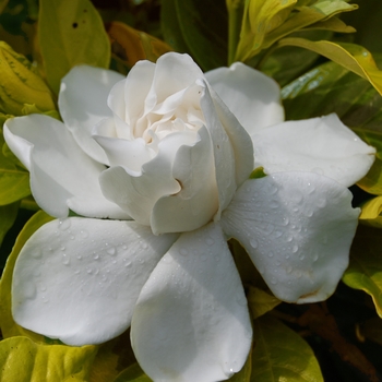 Gardenia jasminoides 'Gold Doubloon' - Gardenia