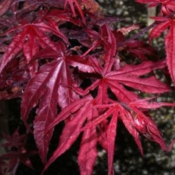 Acer Palmatum 'Red Emperor' - Red Emperor Japanese Maple