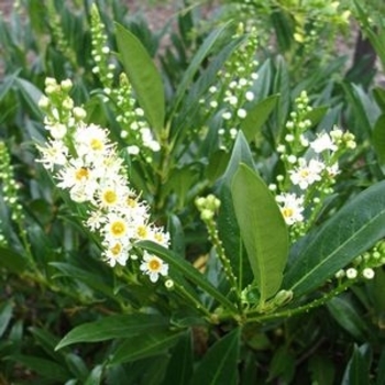 Prunus laurocerasus 'Otto Luyken' - Otto Luyken Laurel 
