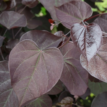 Cercis canadensis 'Burgundy Hearts' - Redbud Burgundy Hearts