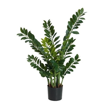 Zamioculcas zamiifolia - ZZ Plant