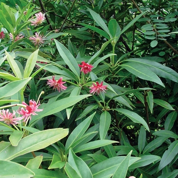 Illicium 'Woodland Ruby' - Anise 