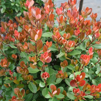 Rhaphiolepis indica 'Redbird' - Indian Hawthorn