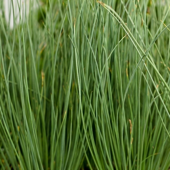 Juncus Inflexus 'Blue Mohawk' - Rush