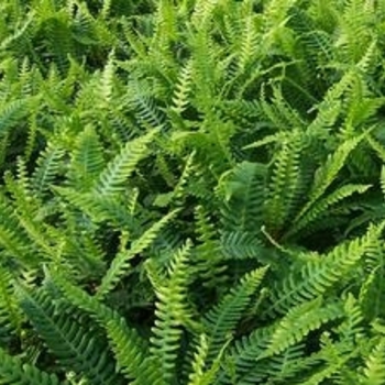 Multiple Varieties - Perennial Ferns
