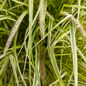 Pennisetum setaceum 'Sky Rocket' - Fountain Grass