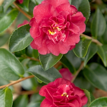 Camellia sasanqua - October Magic® Ruby™ Camellia