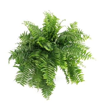 Nephrolepis biserrata 'Macho' - Macho Fern