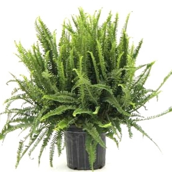 Nephrolepis obliterata - Kimberly Queen Fern