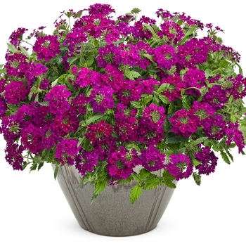 Verbena hybrid - Superbena Royale® Plum Wine