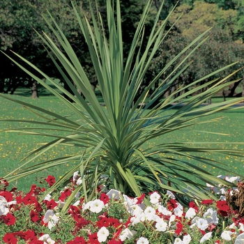 Dracaena indivisa - Spikes