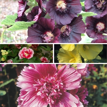 Alcea Multiple Varieties - Hollyhocks