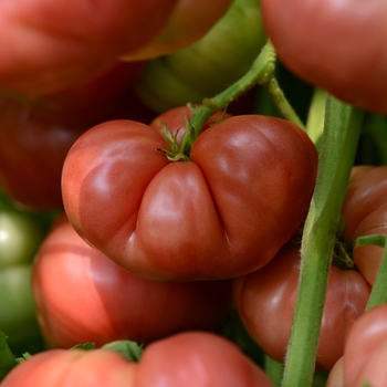 Solanum lycopersicum 'Big Brandy' - Tomato Heirloom Marriage™