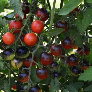 Solanum lycopersicum 'Midnight Snack' - Tomato, Cherry