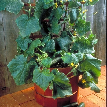 Cucumis sativus 'Salad Bush' - Cucumber