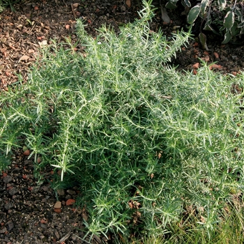 Rosmarinus officinalis 'Prostatus' - Rosemary